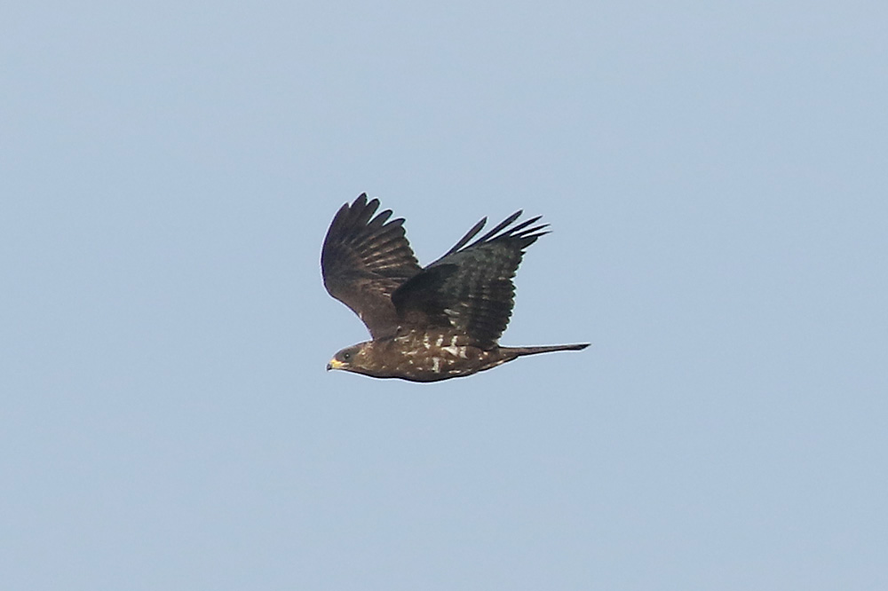 Honey Buzzard by Mick Dryden