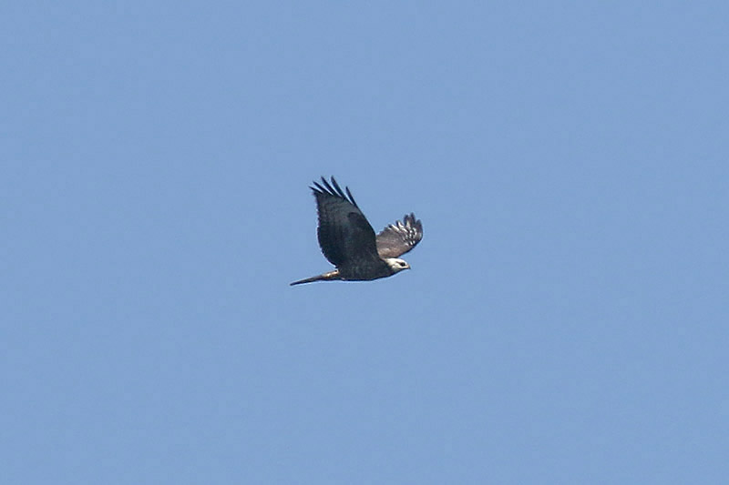 Honey Buzzard by Mick Dryden