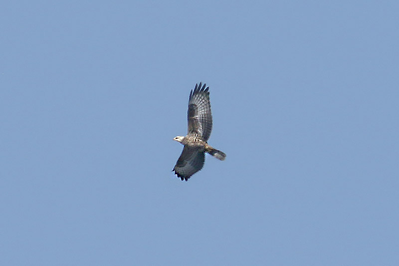 Honey Buzzard by Mick Dryden