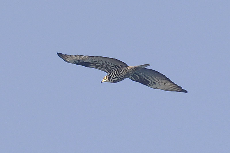 Honey Buzzard by Mick Dryden