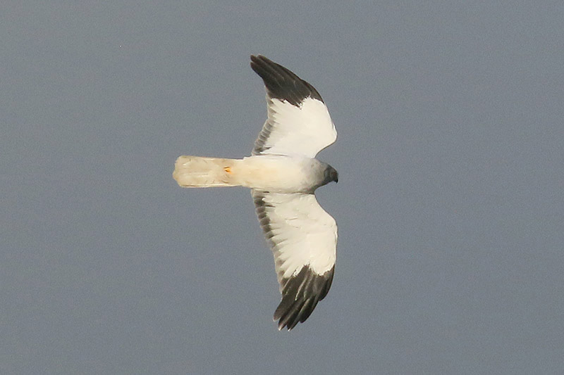 Hen Harrier by Mick Dryden