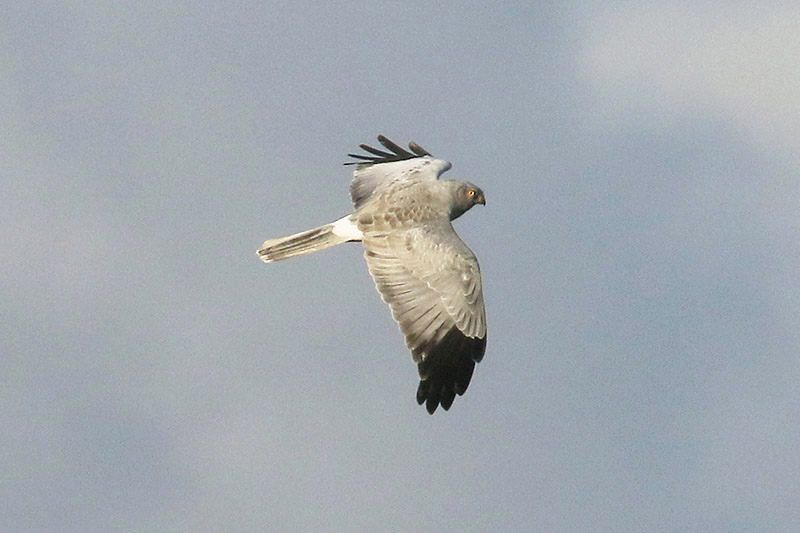 Hen Harrier by Mick Dryden