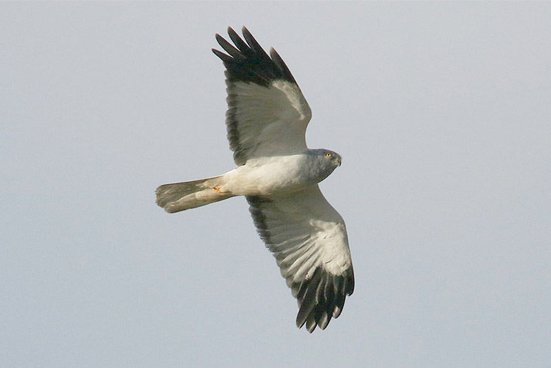 Hen Harrier by Mick Dryden