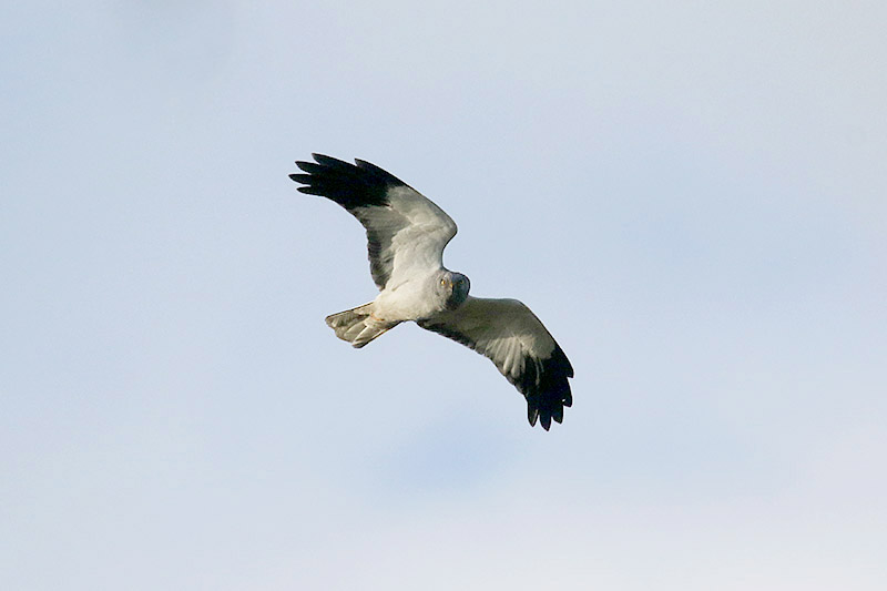 Hen Harrier by Mick Dryden