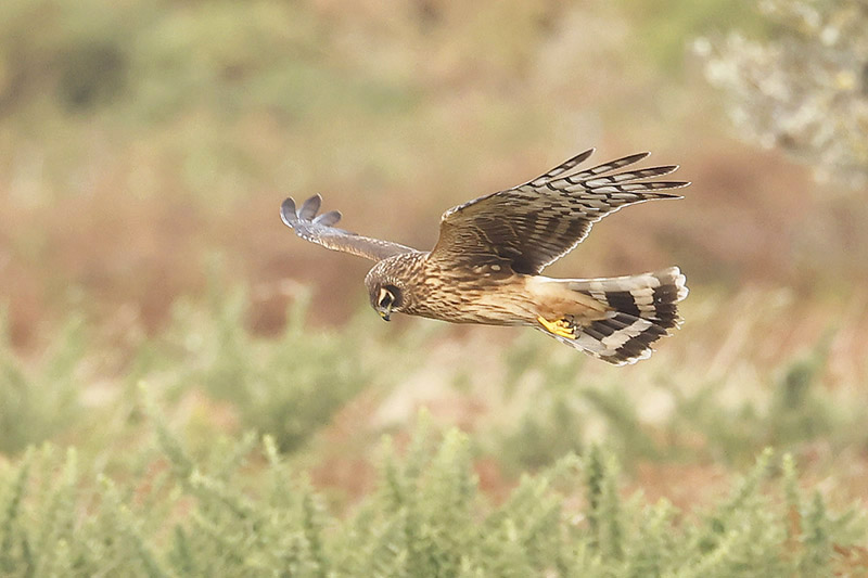 Hen Harrier by Mick Dryden