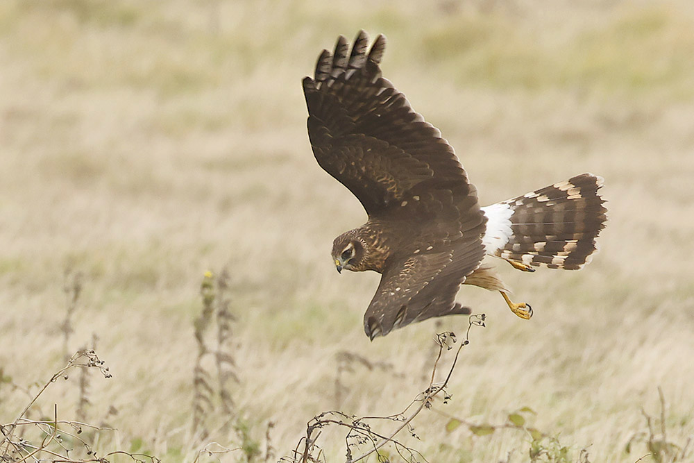 Hen Harrier by Mick Dryden