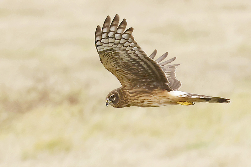 Hen Harrier by Mick Dryden