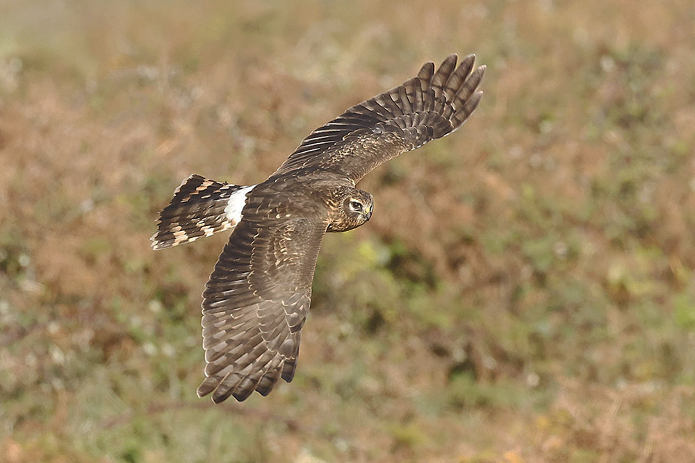 Hen Harrier by Mick Dryden