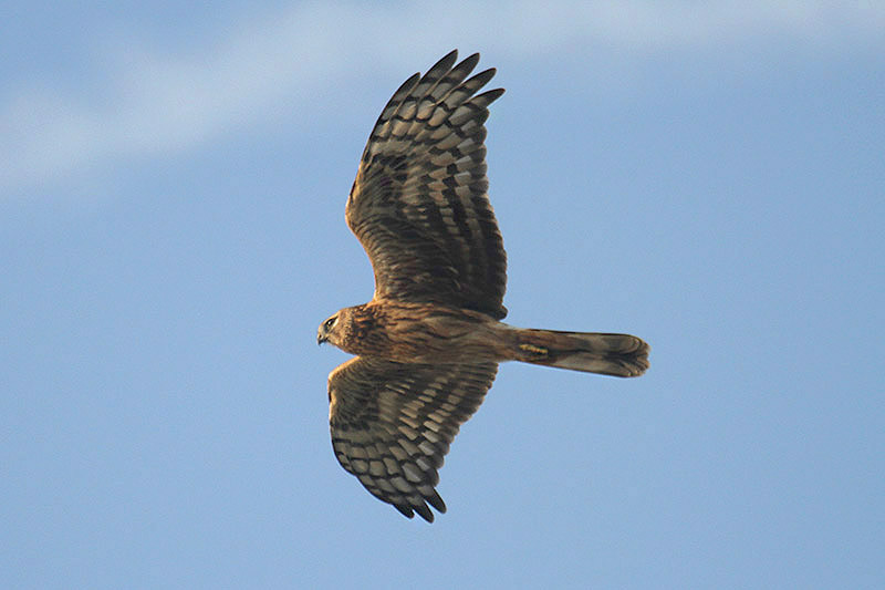 Hen Harrier by Mick Dryden