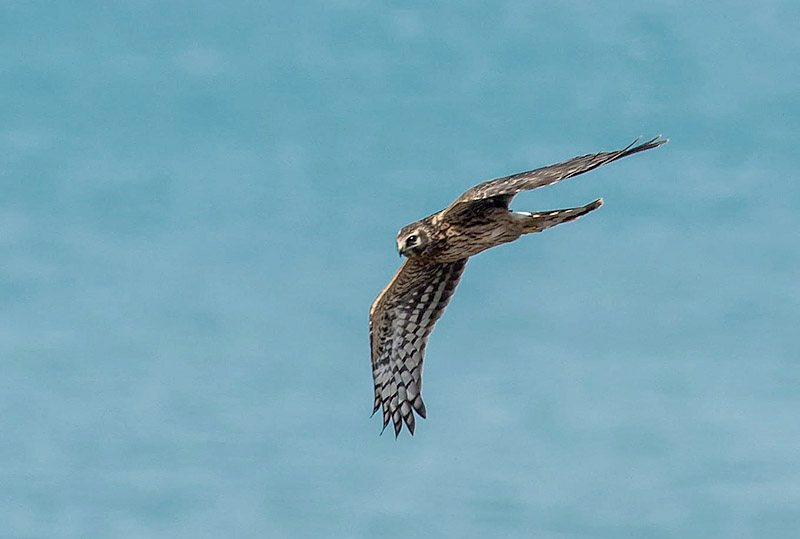 Hen Harrier by Gary Aubert