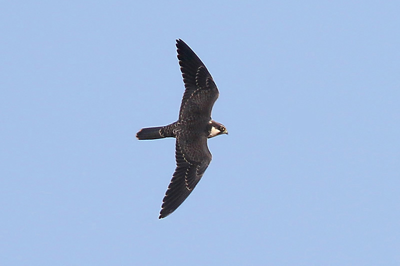 Hobby by Mick Dryden