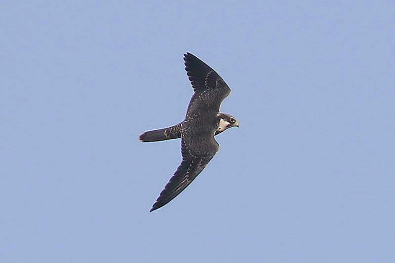 Hobby by Mick Dryden