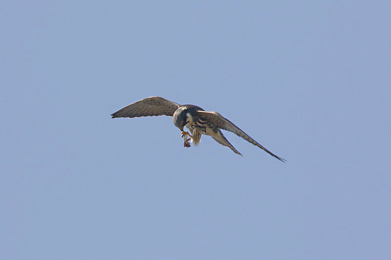 Hobby by Mick Dryden