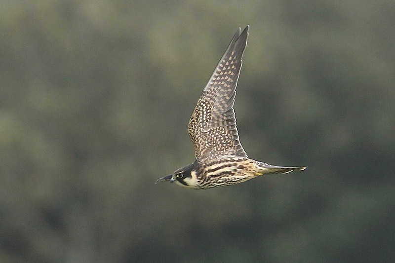 Hobby by Mick Dryden