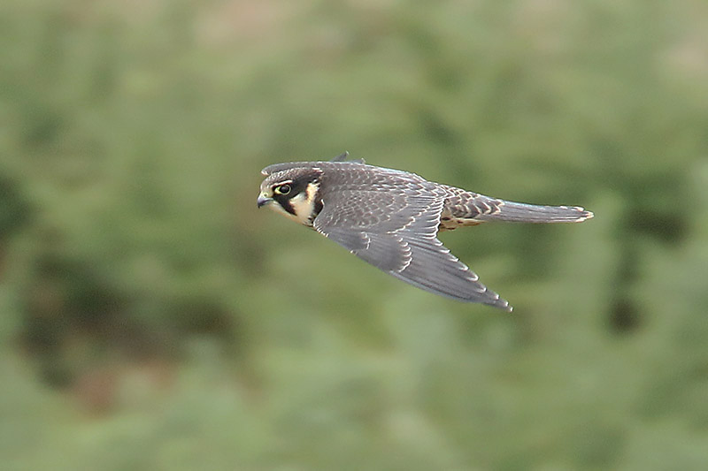 Hobby by Mick Dryden