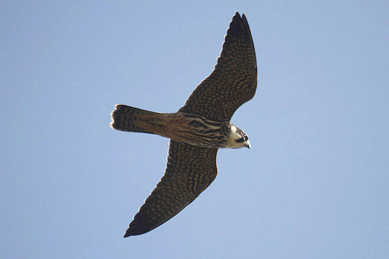 Hobby by Mick Dryden