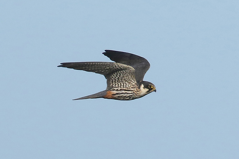 Hobby by Mick Dryden