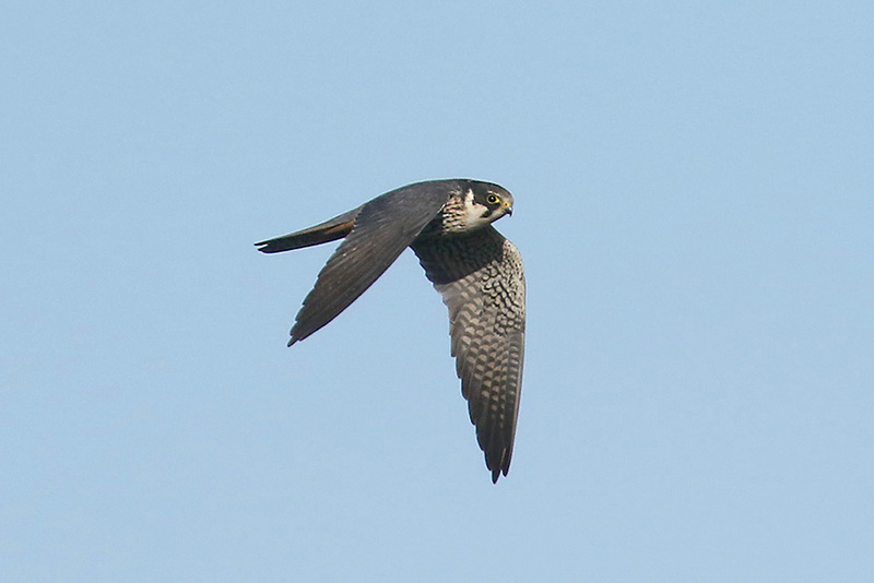 Hobby by Mick Dryden