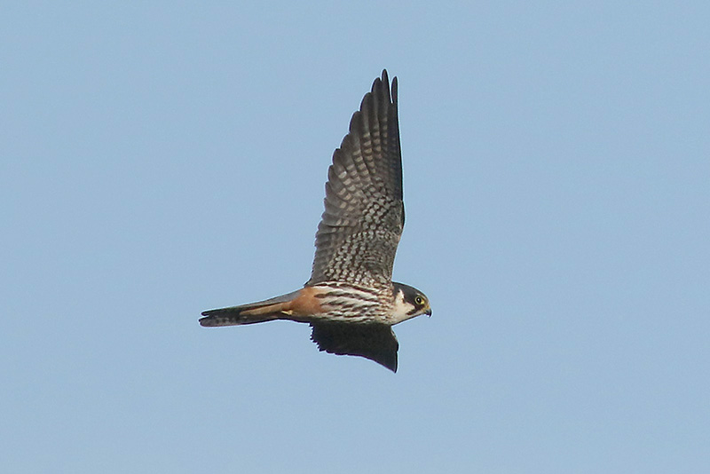 Hobby by Mick Dryden