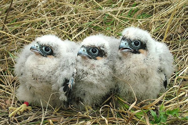 Hobby chicks by Markus Handschuh