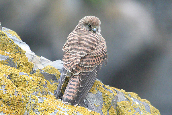 Kestrel by Mick Dryden