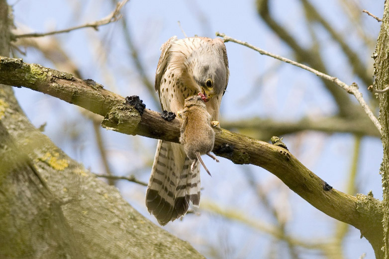 Kestrel by Trevor Biddle