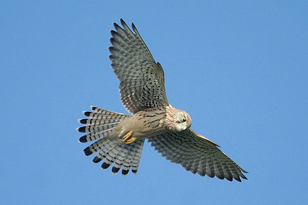 Kestrel by Mick Dryden