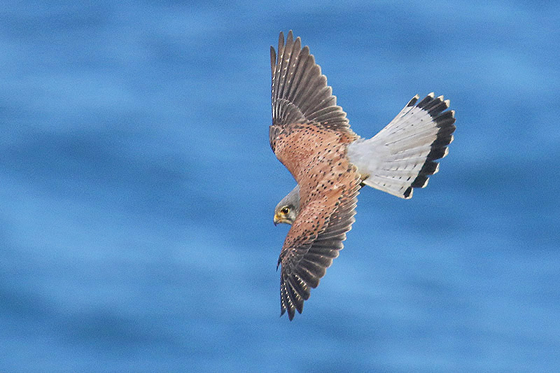 Kestrel by Mick Dryden