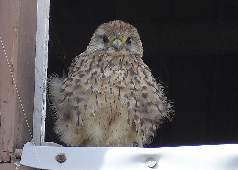 Kestrel by Jane Dervin