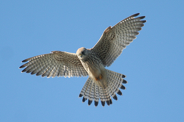 Kestrel by Mick Dryden