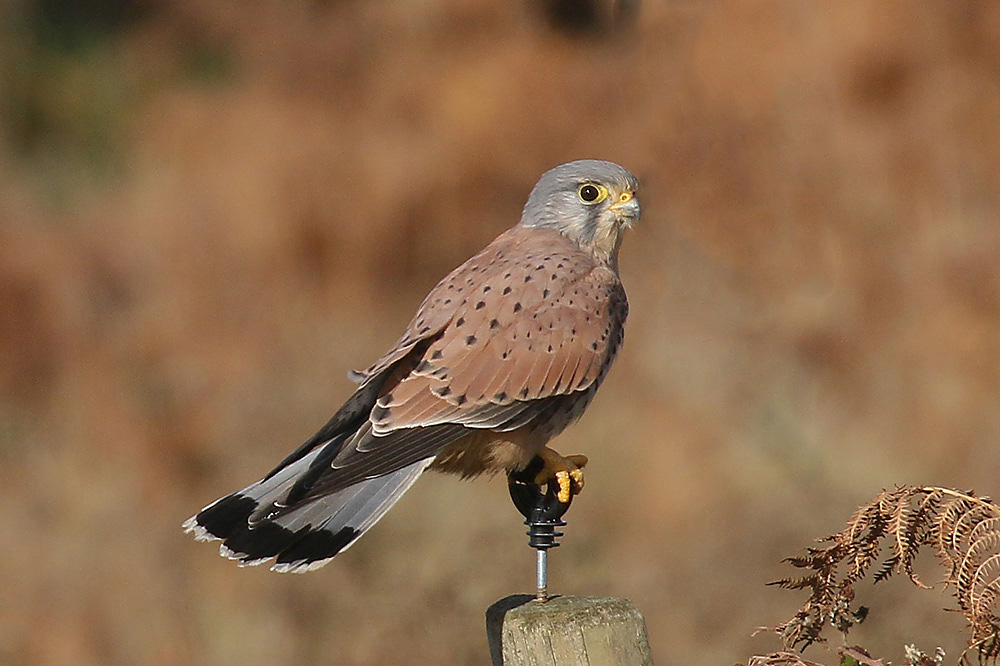 Kestrel by Mick Dryden