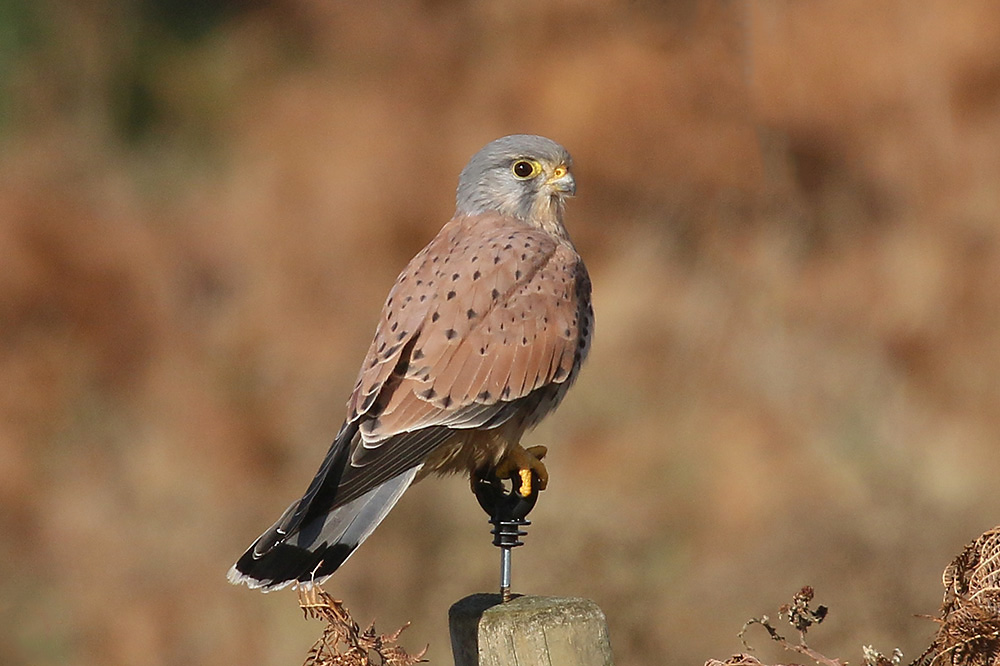 Kestrel by Mick Dryden