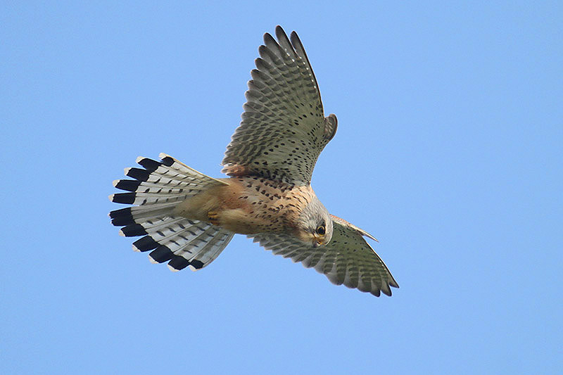 Kestrel by Mick Dryden