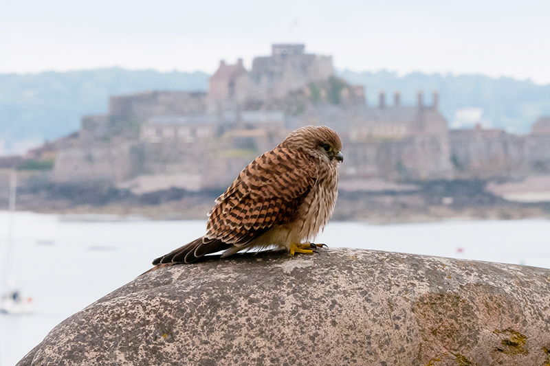 Kestrel by Romano da Costa