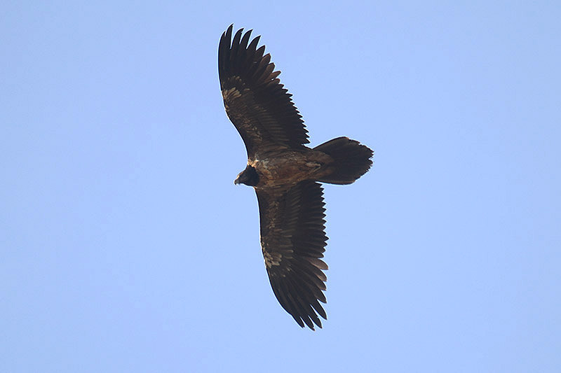 Lammergeier by Mick Dryden