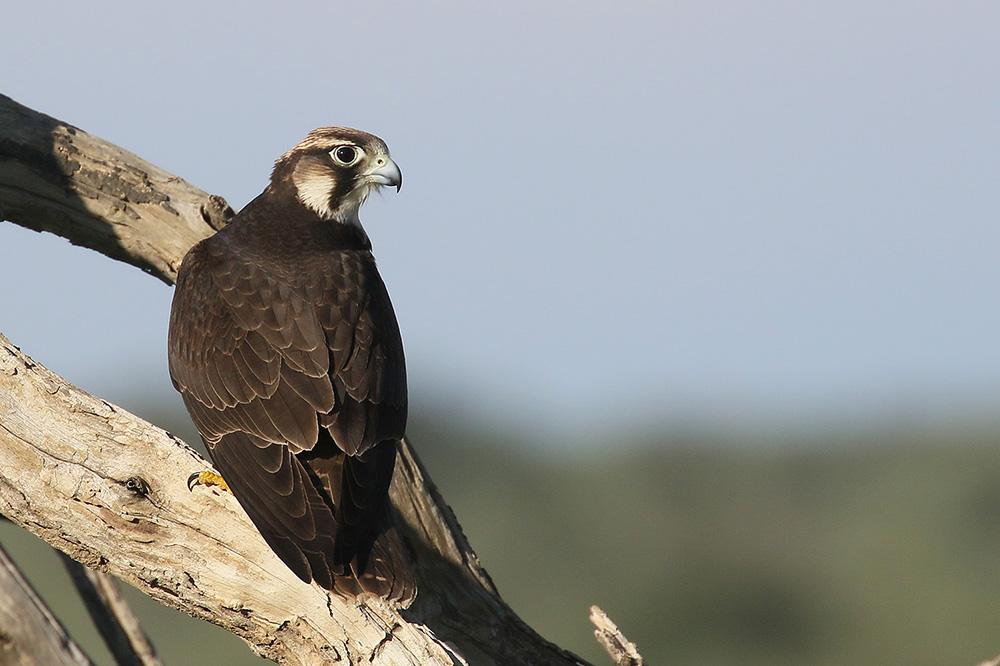 Lanner Falcon by Mick Dryden