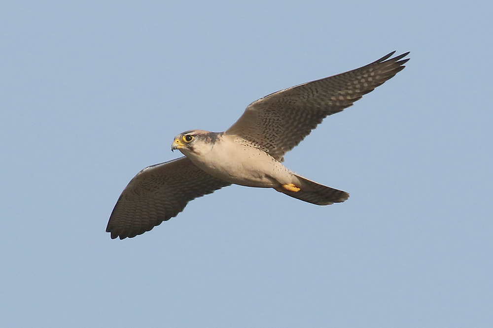 Lanner Falcon by Mick Dryden