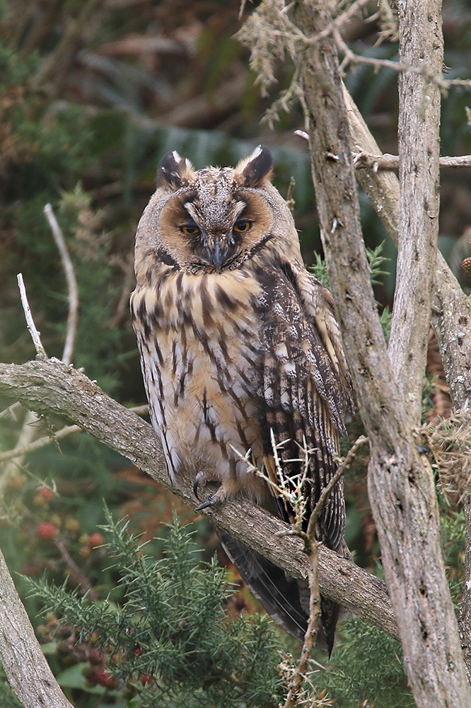 Long-eared Owl by Mick Dryden