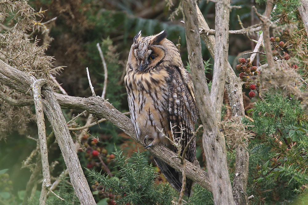 Long-eared Owl by Mick Dryden