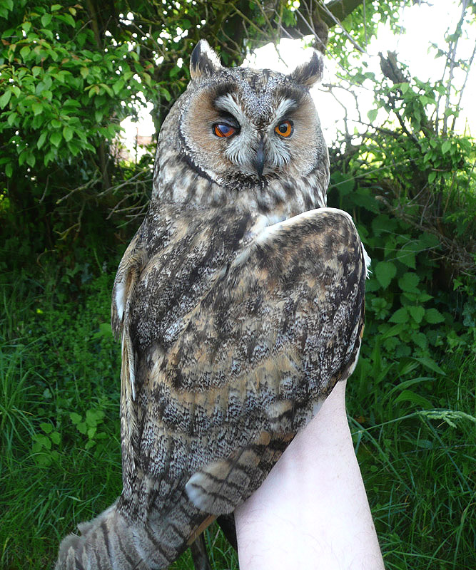 Long-eared Owl by David Buxton