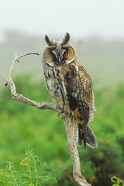 Long-eared Owl by Romano da Costa