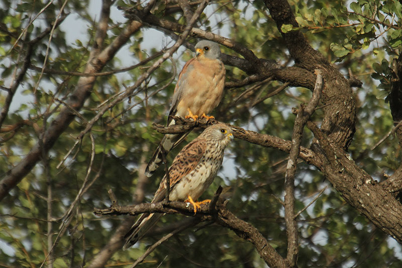 Lesser Kestrel by Mick Dryden