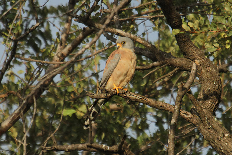 Lesser Kestrel by Mick Dryden