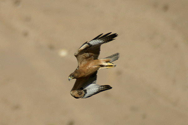 Long legged Buzzard by Mick Dryden