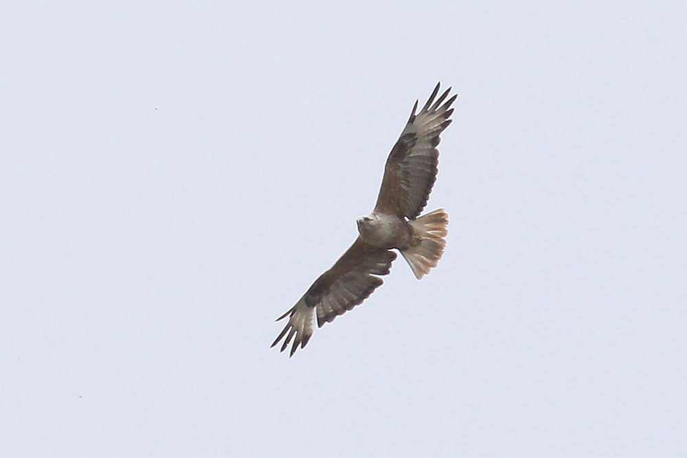 Long-legged Buzzard by Mick Dryden