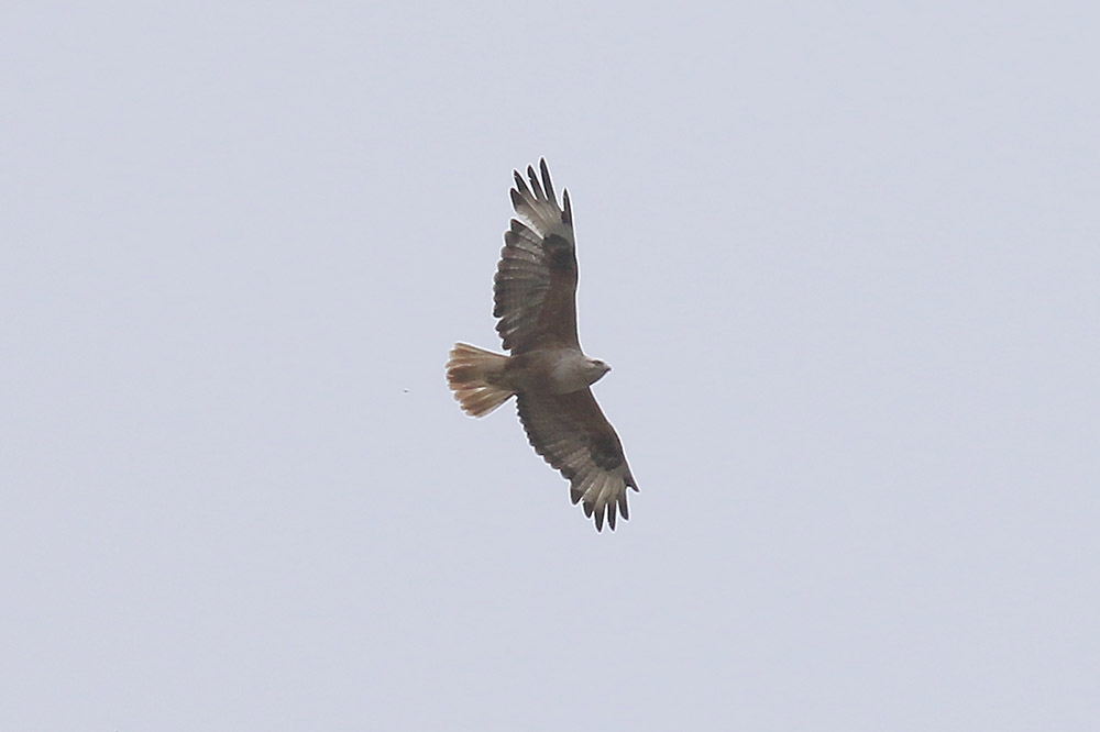 Long-legged Buzzard by Mick Dryden