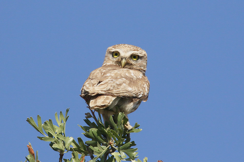 Little Owl by Mick Dryden