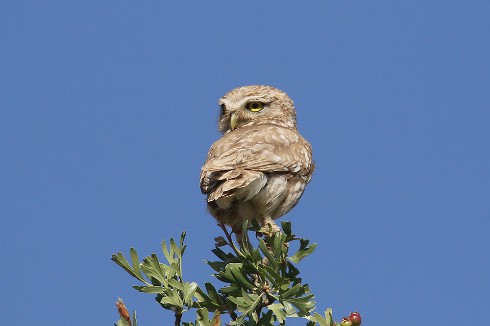 Little Owl by Mick Dryden