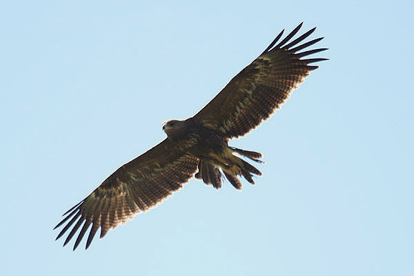 Lesser Spotted Eagle by Mick Dryden