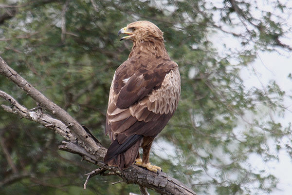 Lesser Spotted Eagle